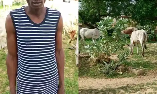 Yobe Police arrest man, recover 19 suspected stolen cattle