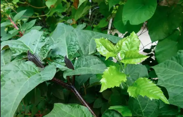 Seven die, scores hospitalised after drinking tea at Kano wedding