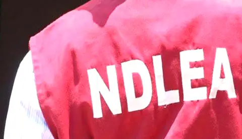 NDLEA storms Edo forests, razes 317-ton cannabis warehouses, arrests 4