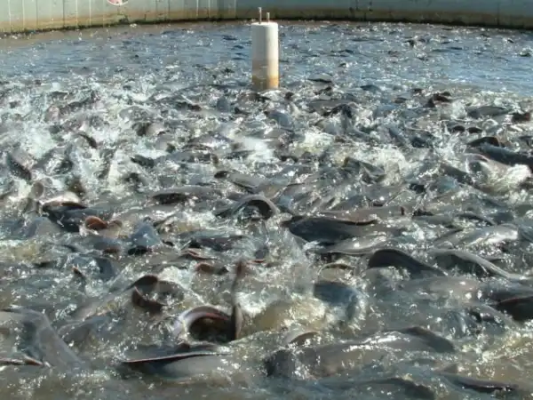 CBN’s ban on forex for import boosts interest in maize, fish farming