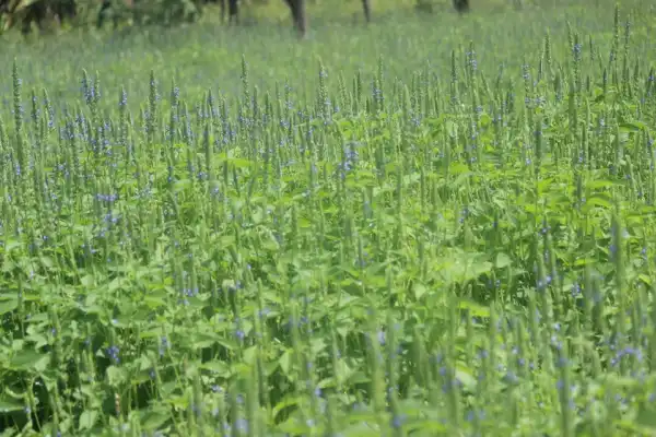 Chia Hits $500 Million Valuation, Planning IPO