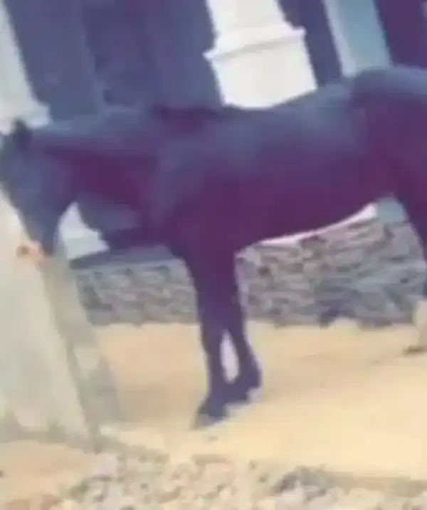Nigerian Man Buys Horse Amidst Petrol Price Hike (Video)