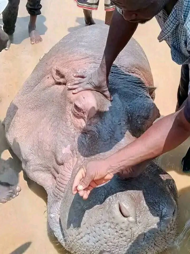 Killer hippopotamus troubling Adamawa communities captured