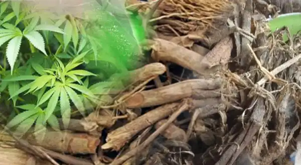 Traditional medical practitioners get registration deadline