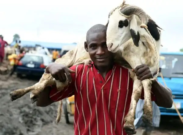 Zamfara Residents Lament High Cost Of Rams For Eid El-Kabir Celebration