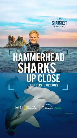 Hammerhead Sharks Up Close with Bertie Gregory (2026)