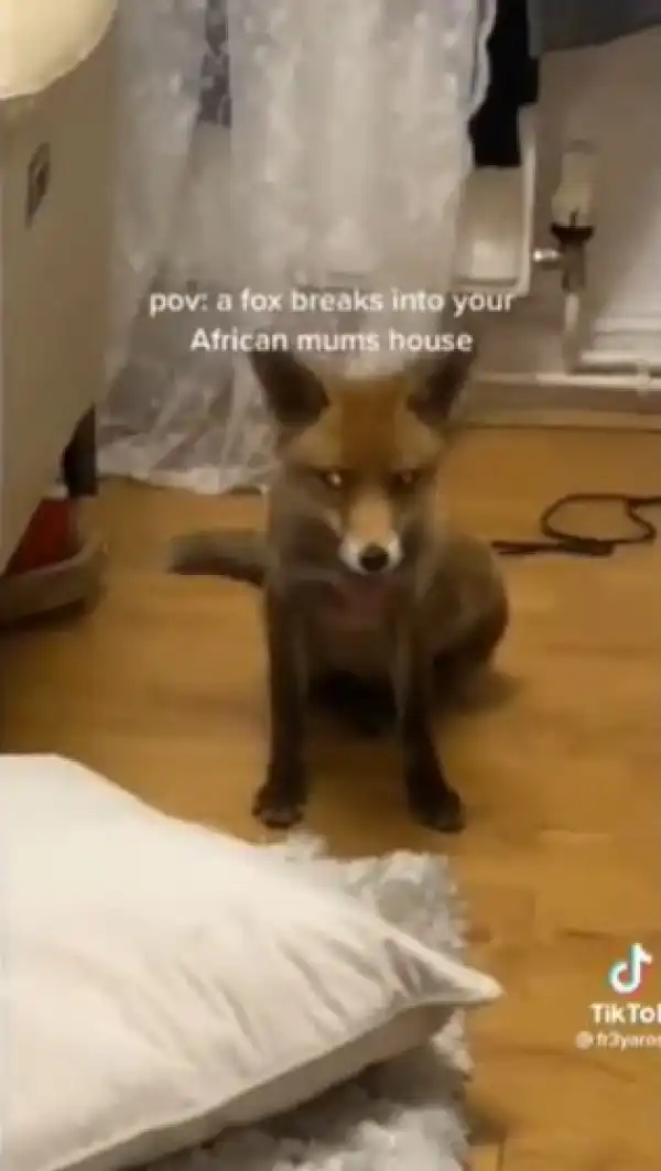 What Brought You Here? You Must Confess - African Woman Goes Spiritual As A Fox Breaks Into Her House (Video)