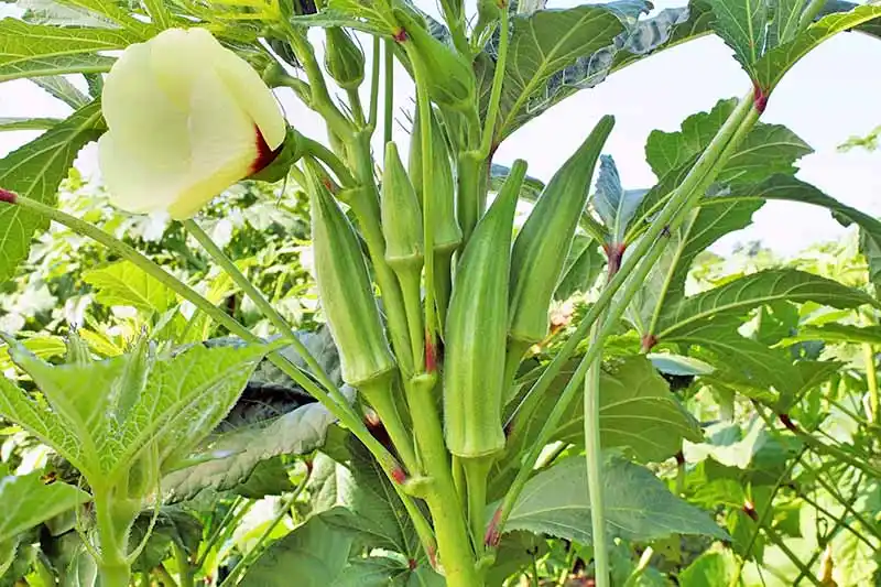 We’re addressing outbreak of new Okra disease — ABU research institute