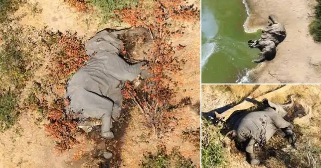 350 Elephants die mysteriously in Botswana