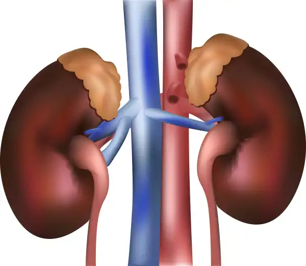 Five Fruits And Herbs That Can Cleanse Up Your Kidneys