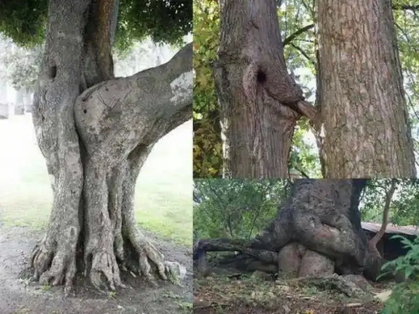 God Is Great!!! Checkout Photos Of 3 Different Trees, You Will Be Amaze With What They Are Doing