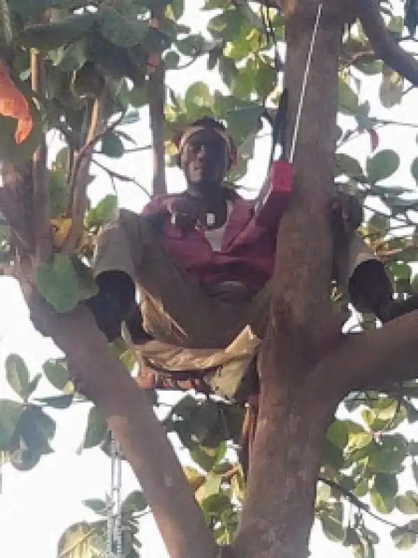 Jobless!! Man Climbs Tree Says He Won’t Come Down Till GMB Is Sworn In