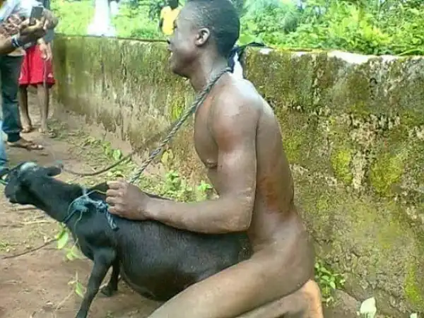 Photo: Man Caught Having Sex With A Goat In Ogun State 