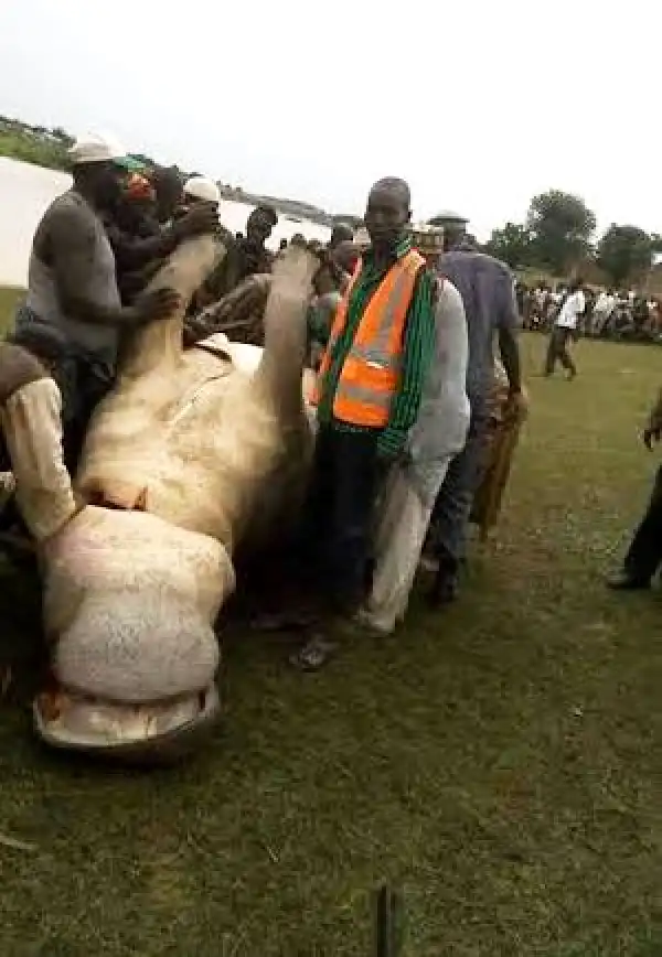 Photos: Hippopotamus Hunts Down In Gombe By Brave Farmers