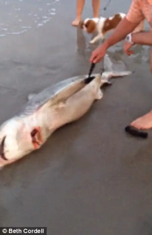 Photos: Man Slice Open A Pregnant Dead Shark To Save Its Pups