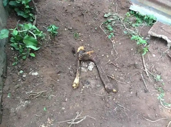Photos: Police Discovers Remaining Bones Of 20-Year-Old Girl In A Ritualist’s Den In Ogun State