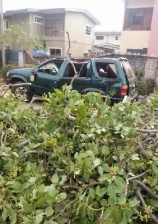 Tree Falls And Crashes On A Man