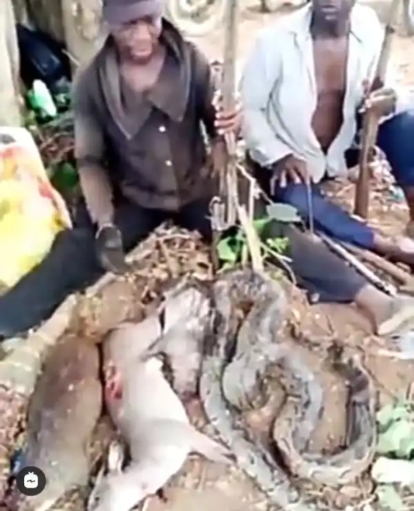 Ijebu men show off animals they killed to sustain them during Coronavirus lockdown (video)