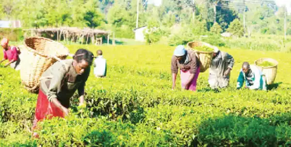 Osun community embraces FG’s agric policy
