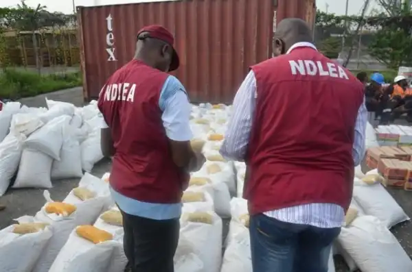 NDLEA Intercepts 3,136 Tonnes Of Indian Hemp In Kogi