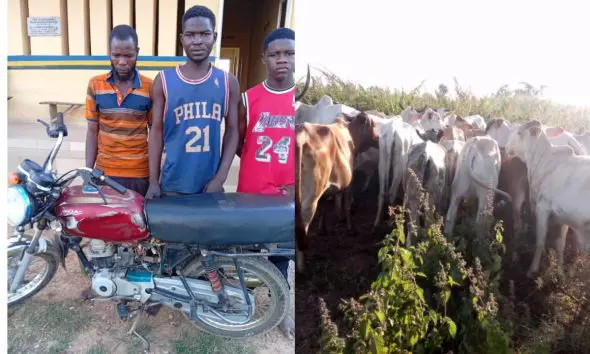 Police parade three for theft, receiving stolen property, recover 35 cattle in Niger