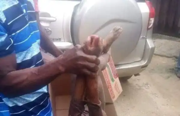 Dog mauls owner