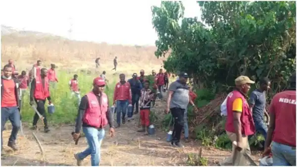 NDLEA nabs 284 suspects, seizes 5,232,575kg of drugs in Kogi