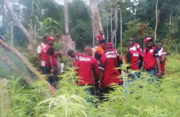 NDLEA Arrests 147 Men, 34 Women, Recovers Three Pistols In Ogun