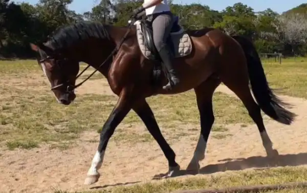 Panic As Horse Rider Tramples Man To Death In Jigawa