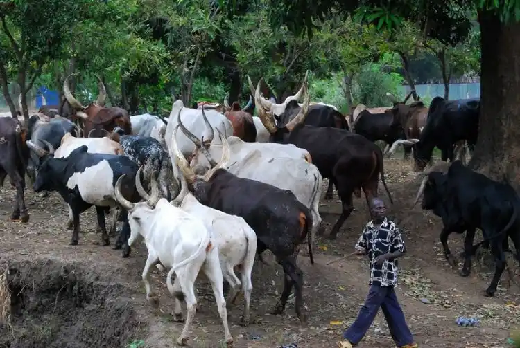 Middle-aged woman allegedly gang-raped by herdsmen in Anambra, dies in Ebonyi