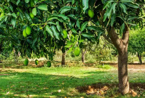 Man Hangs Himself On Mango Tree After Killing His Wife