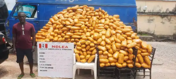 NDLEA Intercepts Illicit Drug Consignments In Lagos, Kano, Others; Arrests Suspected Drug Mules