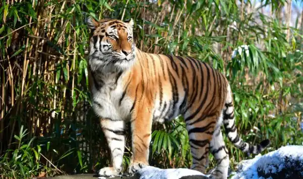 Tiger at New York Zoo tests positive for Coronavirus
