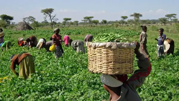 Voters shun polling units, go farming on Kaduna by-election day