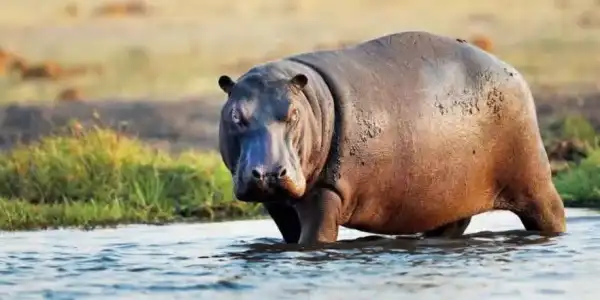 Frequent hippopotamus attacks in Adamawa community claim third victim