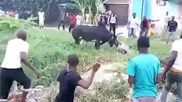 Man rammed to death by fiery cow in Lagos