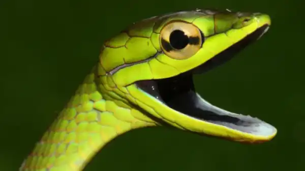 COVID-19: Snake Venom May Become Tool In Fight Against Coronavirus