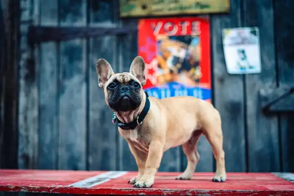 French bulldog elected as mayor of Kentucky town