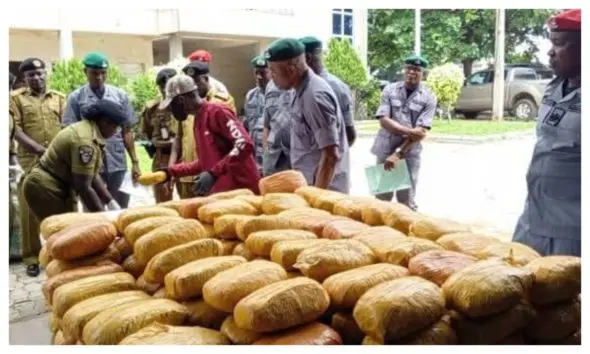 Nigerian Customs hands over 3 suspects, 788kg of cannabis to NDLEA