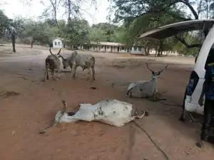 Suspected cattle rustlers arrested in Adamawa, weapons recovered