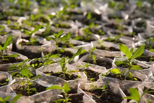 NGO distributes 20,000 tree seedlings
