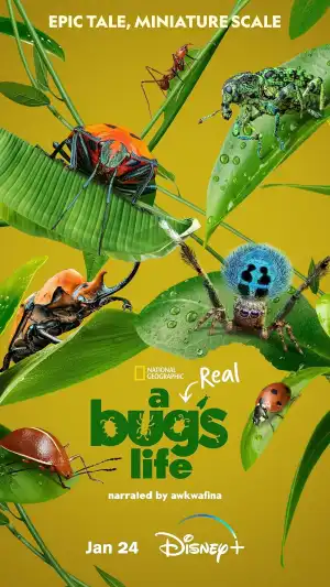 A Real Bugs Life (2024 TV series)