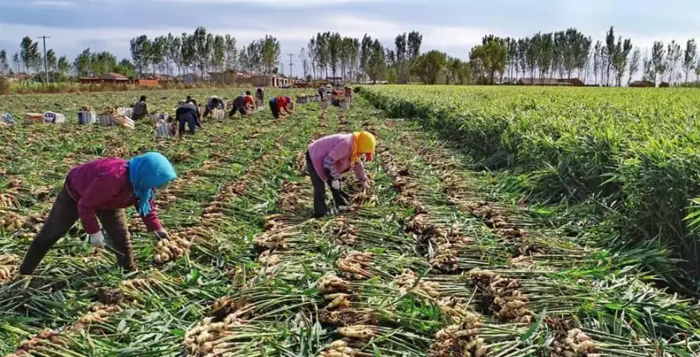 Higher fertilizer cost threatenening wet season farming – Jigawa farmers cry out