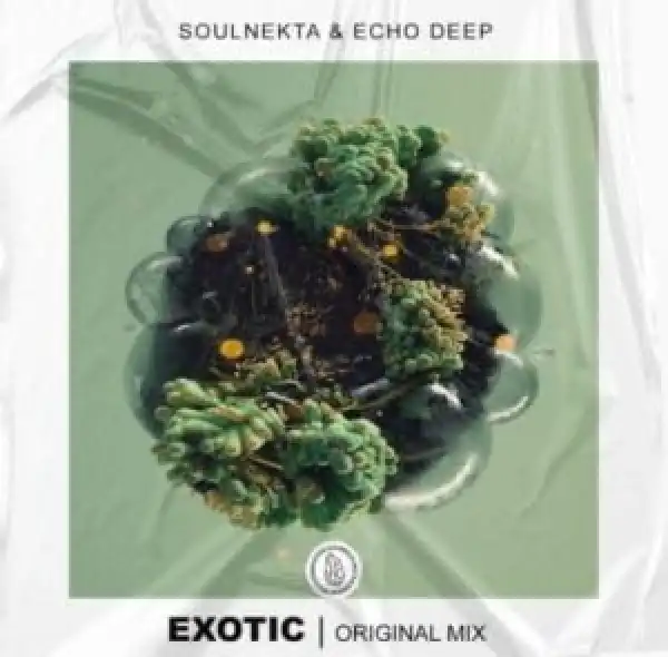 Soulnekta & Echo Deep – Exotic (Original Mix)