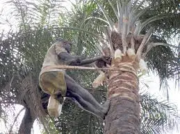 Palm wine tapper accused of raping grandmother to death