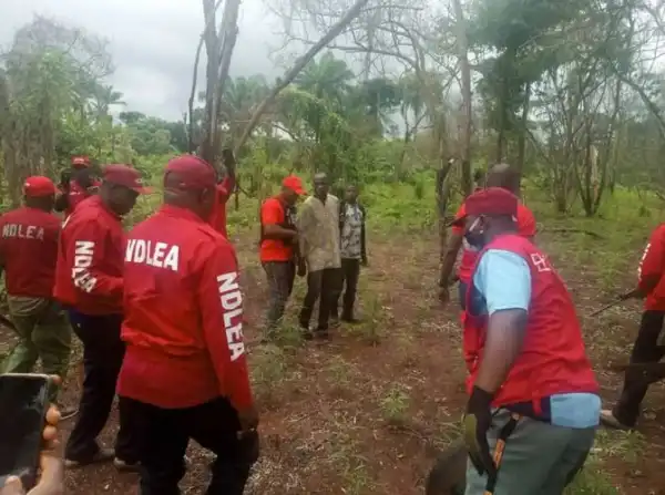 Nigerian Anti-Narcotics Agency, NDLEA Arrests 58 Drug Suspects At Sani Abacha Stadium In Kano