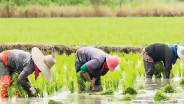 Oh No! 20 Farmers In Shock, Hospitalized After Losing N500m To Flooding In Ogun
