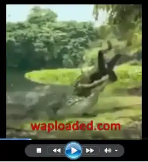 BAD Video: Girl Got Eaten By Giant Crocodile While trying to Take Selfie
