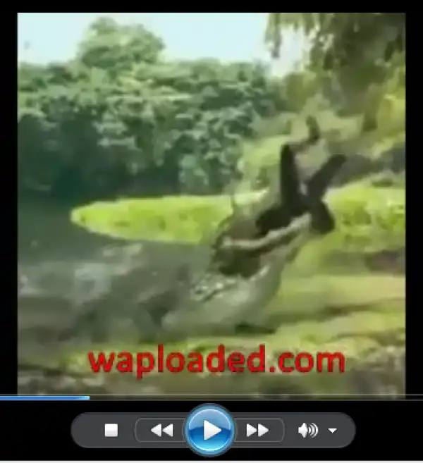 BAD Video: Girl Got Eaten By Giant Crocodile While trying to Take Selfie