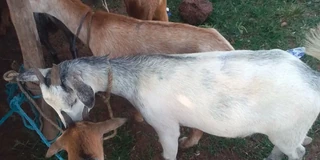 Nasarawa State Empowers 50 Women With 2 Goats Each